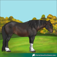 Horse Color:Brown Tobiano 