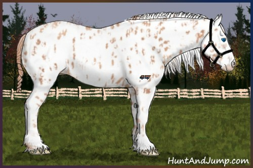 Horse Color:Gold Champagne Frame Appaloosa  and White Spotted Gold Champagne Frame Appaloosa 