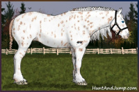 Horse Color:Gold Champagne Frame Appaloosa  and White Spotted Gold Champagne Frame Appaloosa 