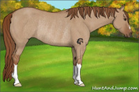 Horse Color:Red Dun Rabicano 