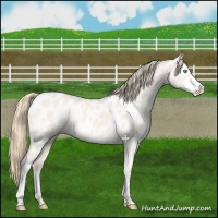 Horse Color:Perlino Dun Near Leopard 