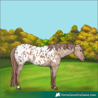 Horse Color:Red Dun Appaloosa 
