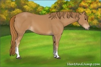 Horse Color:Chestnut Tobiano