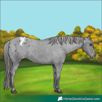 Horse Color:Black Appaloosa Rabicano 