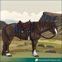 Horse Color:Liver Chestnut 