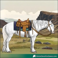 Horse Color:Perlino Roan Appaloosa