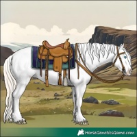 Horse Color:Perlino Appaloosa