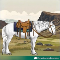Horse Color:Cremello Appaloosa 