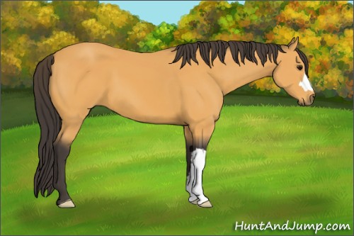 Horse Color:Buckskin 