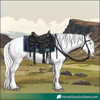Horse Color:Cremello Near Leopard 