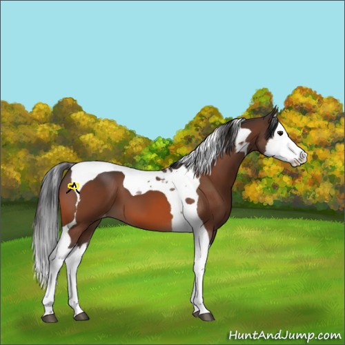 Horse Color:Bay Splash Tobiano Varnish  and Bay Splash Tobiano Varnish 