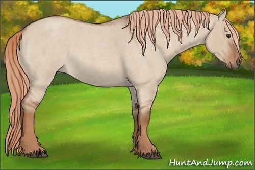 Horse Color:Red Dun Roan 