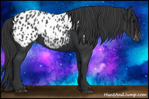Horse Color:Black Appaloosa 