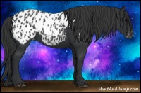 Horse Color:Black Appaloosa 