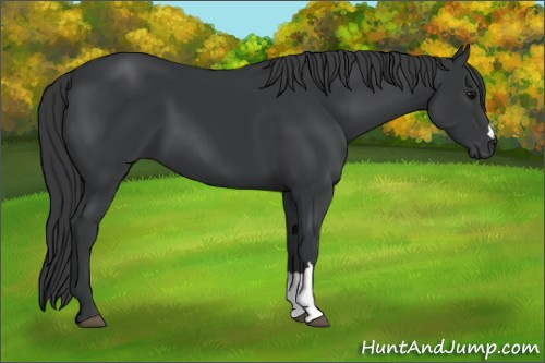 Horse Color:Black 