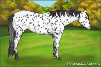 Horse Color:Black Appaloosa 