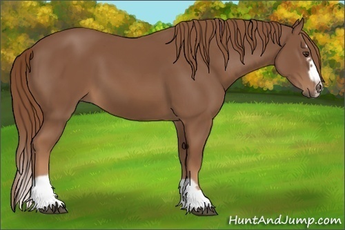 Horse Color:Chestnut Splash Frame 
