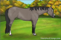 Horse Color:Grullo Sabino Rabicano 