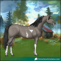 Horse Color:Grullo Sabino Tobiano Rabicano