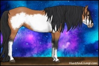 Horse Color:Bay Frame 