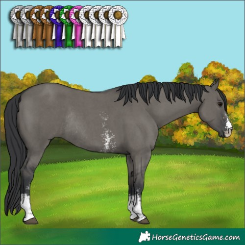 Horse Color:Grullo Sabino Rabicano