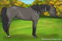 Horse Color:Grullo Sabino Rabicano