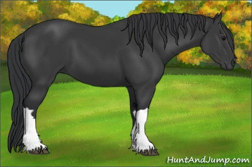 Horse Color:Black 