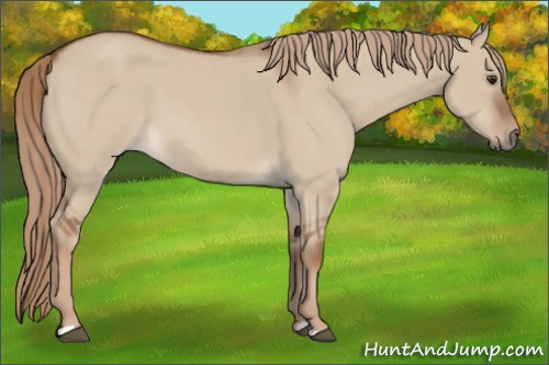 Horse Color:Red Dun Roan
