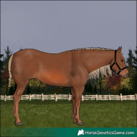 Horse Color:Chestnut 