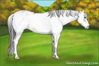 Horse Color:Grullo Sabino Rabicano 