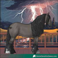 Horse Color:Grullo Sabino Rabicano 