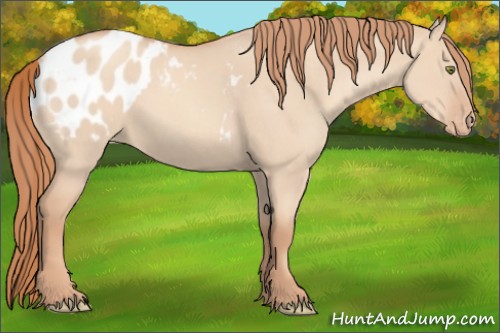 Horse Color:Gold Champagne Dun Appaloosa 
