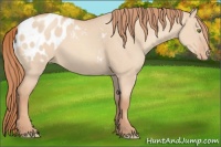 Horse Color:Gold Champagne Dun Appaloosa 