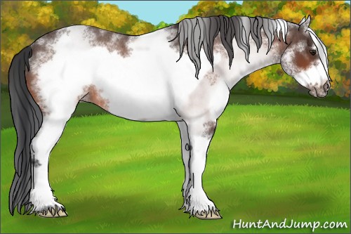 Horse Color:White Spotted Brown Roan Frame