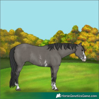 Horse Color:Grullo Sabino Rabicano 