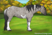 Horse Color:Grullo Roan Tobiano 