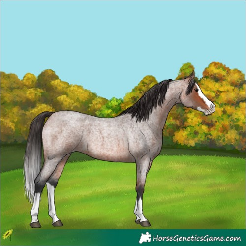 Horse Color:Bay Roan Splash 