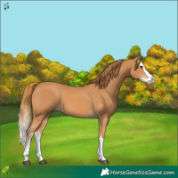 Horse Color:Chestnut Splash 