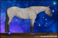 Horse Color:Grullo Roan Sabino Rabicano 