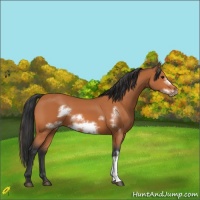 Horse Color:Bay Frame 