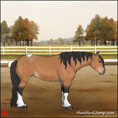 Horse Color:Bay Tobiano 