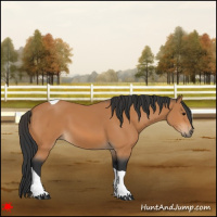 Horse Color:Bay Tobiano 