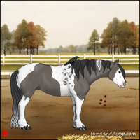 Horse Color:Grullo Splash Tobiano 
