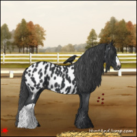 Horse Color:Black Appaloosa