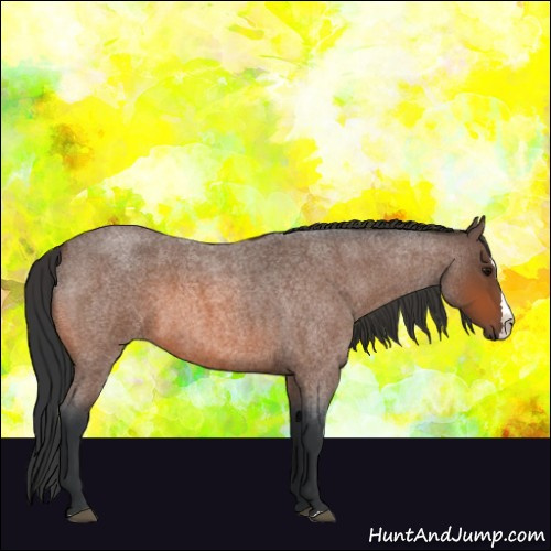 Horse Color:Bay Roan Splash