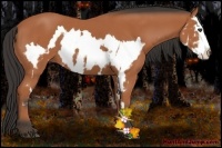 Horse Color:Bay Splash Frame 