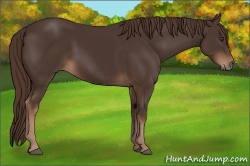 Horse Color:Liver Chestnut Rabicano 