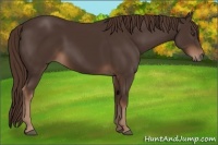 Horse Color:Liver Chestnut Rabicano 