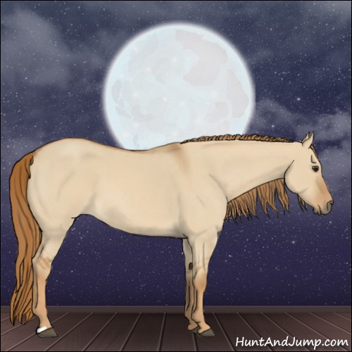 Horse Color:Red Dun Roan