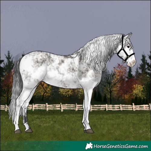 Horse Color:Grullo Sabino Rabicano 